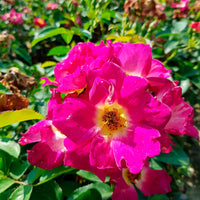 3x Rosen Roos Rosa 'Weg der Sinne'® Rot  - Wurzelnackte Pflanzen - Winterhart