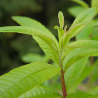 Aloysia  Grün - Bio