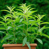 Aloysia  Grün - Bio