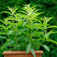Aloysia  Grün - Bio