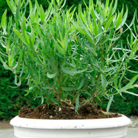 Artemisia  'Senior' Grün - Bio