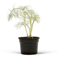 Foeniculum  Grün - Bio