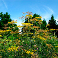 Foeniculum  Grün - Bio