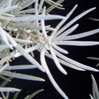 Helichrysum  Grau - Bio