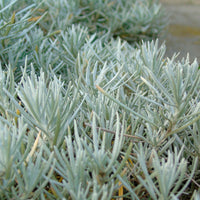 Helichrysum  Grau - Bio