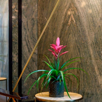 Bromelie Tillandsia 'Antonio' Rosa