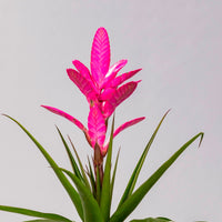 Bromelie Tillandsia 'Antonio' Rosa