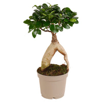 Treurvijg Ficus microcarpa 'Ginseng'