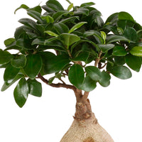 Treurvijg Ficus microcarpa 'Ginseng'
