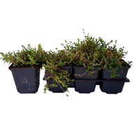 Sechserpack – Bodendecker – Thymian (Thymus serpyllum), grün - Winterhart
