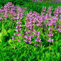 Stachys 'Hummelo' Lila - Winterhart
