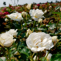 Büschelrose Rosa 'Kristal'® Weiß  - Wurzelnackte Pflanzen - Winterhart