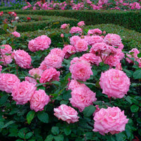 Großblütige Rose Rosa 'Romina'® Rosa  - Wurzelnackte Pflanzen - Winterhart