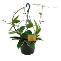 Wachsblume Hoya macrophylla - Hängepflanze