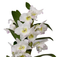 Orchidee Dendrobium 'Apollon' Weiß-Gelb