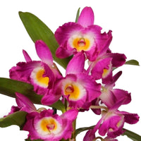 Orchidee Dendrobium 'Akatsuki' Lila-Gelb
