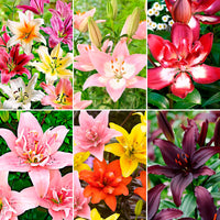 100+ Lilie Lilium 'Asian Lilies' Gemischt