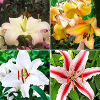 100+ Lilie Lilium 'Oriental Lilies' Gemischt