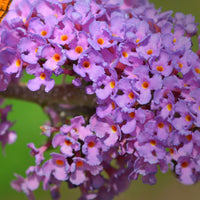 Flieder Syringa Lila - Winterhart