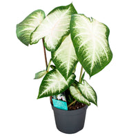 Caladium 'Aaron'