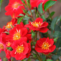 Rose Rosa 'Amulet Mella'® Rot - Winterhart