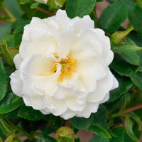 Rose Rosa 'Crystal Mella'® Weiß - Winterhart
