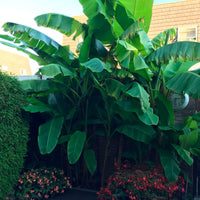 Bananenpflanze Musa basjoo