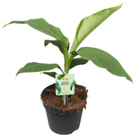 Bananenpflanze Musa basjoo