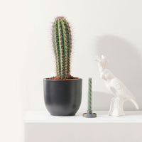 Säulenkaktus Pachycereus pringlei