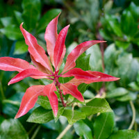 Japanische Lavendelheide Pieris 'Mountain Fire' Rot-Weiß - Winterhart