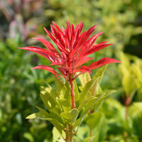 Japanische Lavendelheide Pieris 'Mountain Fire' Rot-Weiß - Winterhart