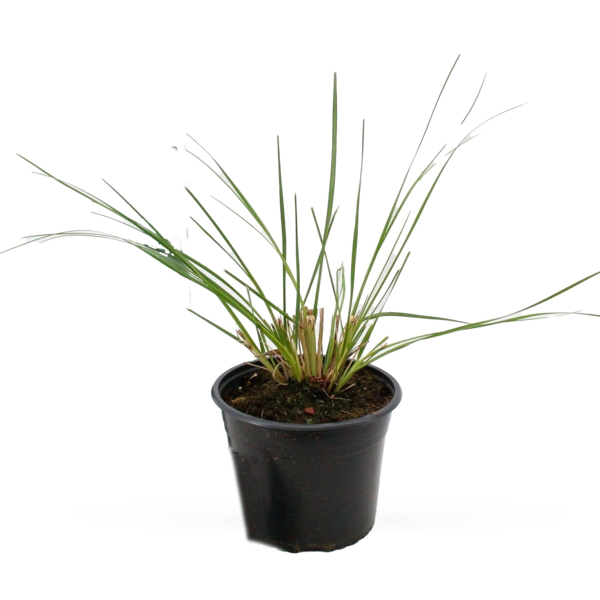 Kaufen Sie jetzt Ziergras Pampasgras Cortaderia 'Pumila' Weiß