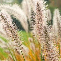 Lampenputzergras Pennisetum 'Fairy Tails' Braun-Lila-Weiß - Winterhart