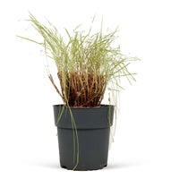 Lampenputzergras Pennisetum 'Fairy Tails' Braun-Lila-Weiß - Winterhart