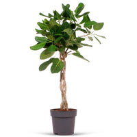 Würgefeige Ficus  benghalensis 'Audrey'