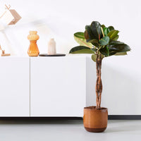 Gummibaum Ficus  elastica 'Burgundy'