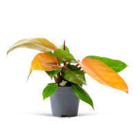 Philodendron 'Prince Of Orange'