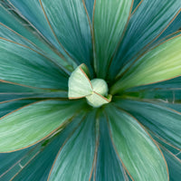 Yucca filamentosa Grün