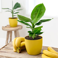 Bananenpflanze Musa 'Oriental Dwarf' inkl. duftender Ziertopf