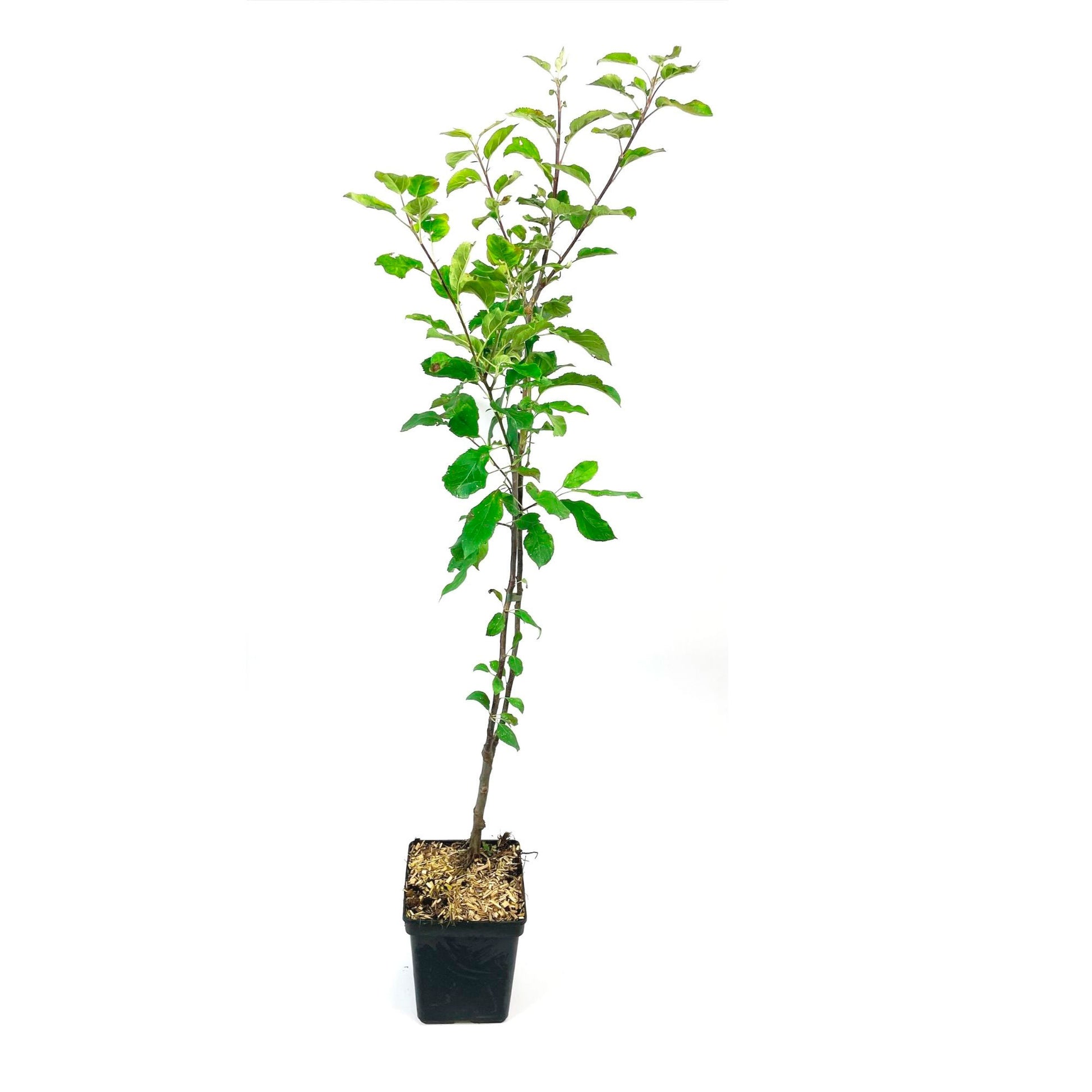 Kaufen Sie jetzt Obstbaum Duo-Apfelbaum: 'Elstar' + 'Golden Delicious' -  Winterhart kaufen