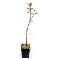 Apfelbaum Malus ‘Marisa‘ - Winterhart