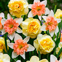 7x Narzissen Narcissus - Mischung ’Art Design’ + ’Dear Love’ gelb-rosa