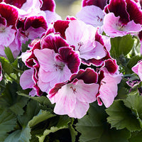 3x Französische Geranie Pelargonium 'Jeanette' rot-rosa