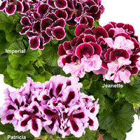 3x Französische Geranie Pelargonium 'Imperial' + 'Jeanette' + 'Patricia' lila-rosa-weiβ