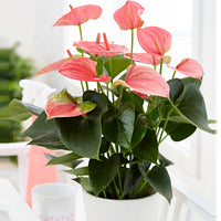 Flamingopflanze Anthurium 'Joli Pink' Rosa