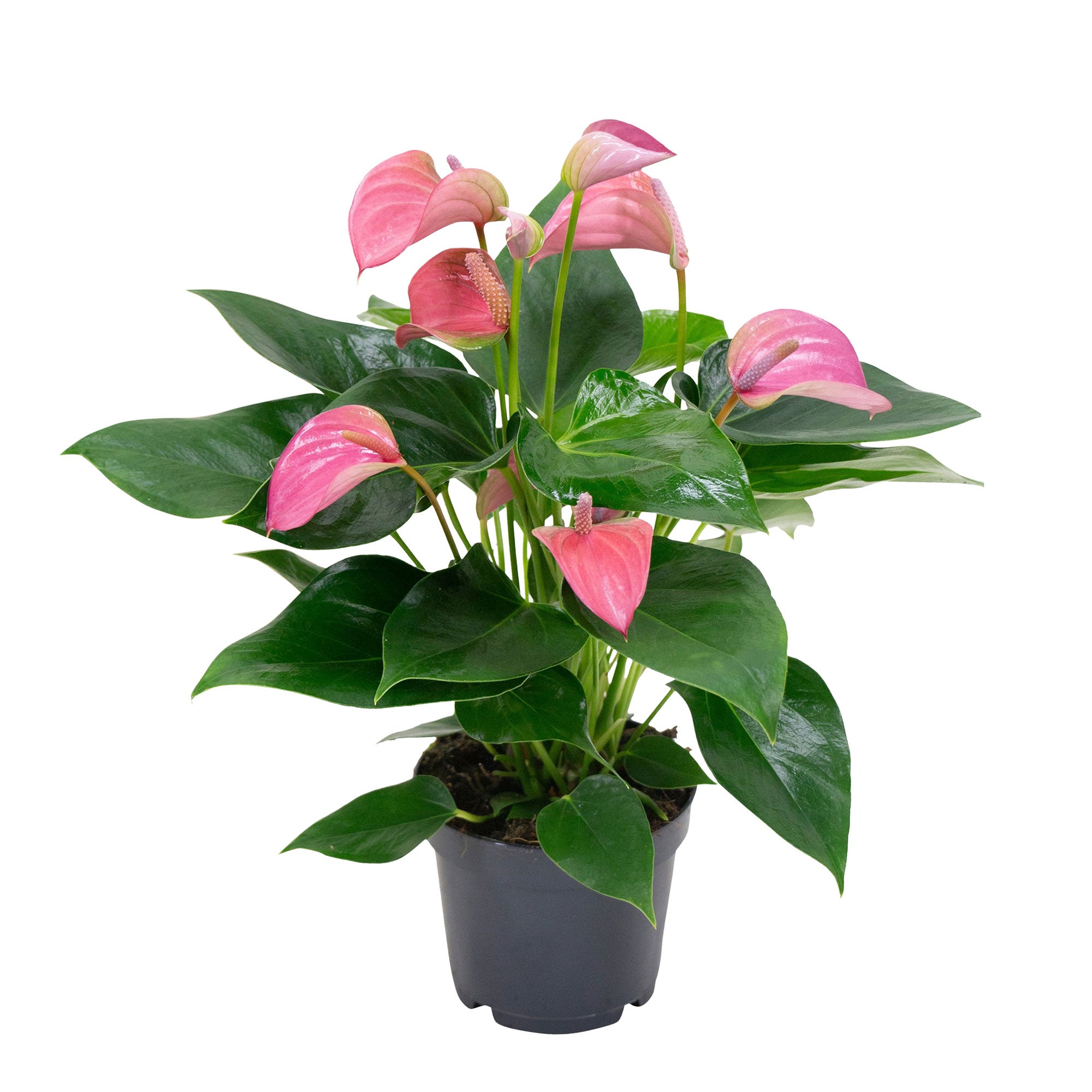 Kaufen Sie jetzt Zimmerpflanze Flamingopflanze Anthurium 'Joli Pink' Rosa