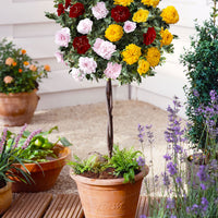 Stammrose Rosa 'Tricolor Parfum Bomb' rot-gelb-rosa - Winterhart  - Wurzelnackte Pflanzen
