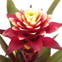 Bromelie Guzmania 'Francesca' grün-rot