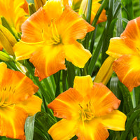 Lilie Hemerocallis 'Punch Yellow' gelb-orange - Wurzelnackte Pflanzen - Winterhart