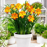 Lilie Hemerocallis 'Punch Yellow' gelb-orange - Wurzelnackte Pflanzen - Winterhart